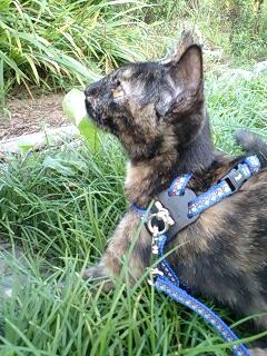 f:id:jollymadam:20080901211153j:image