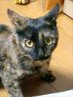 f:id:jollymadam:20081221222347j:image