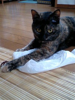 f:id:jollymadam:20090810075801j:image