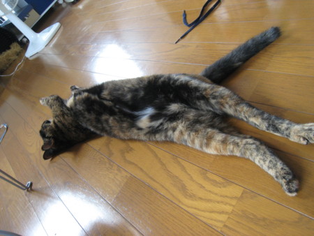 f:id:jollymadam:20090903103623j:image