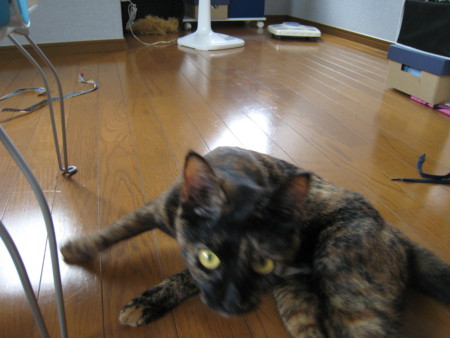 f:id:jollymadam:20090903103624j:image