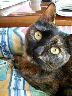 f:id:jollymadam:20100409075124j:image