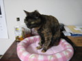 20101220204553