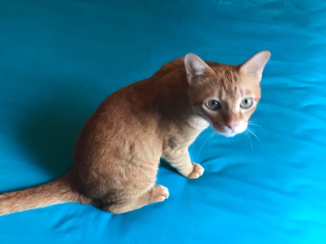 f:id:jomtien:20190927170445j:plain f:id:jomtien:20190927170445j:plain