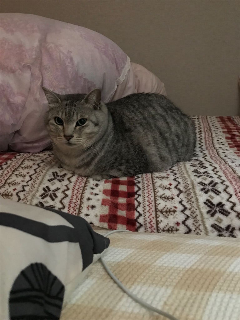 f:id:jona33333:20190425225911j:image