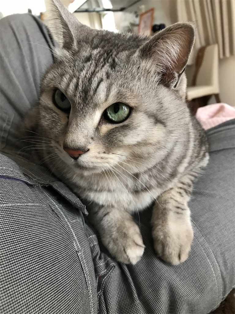 f:id:jona33333:20190425230030j:image