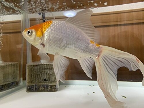 たろちゃん 金魚 の赤い斑点と塩浴の結果 損より得取る情報館 たろちゃん 金魚 の赤い斑点と塩浴の結果 損より得取る情報館