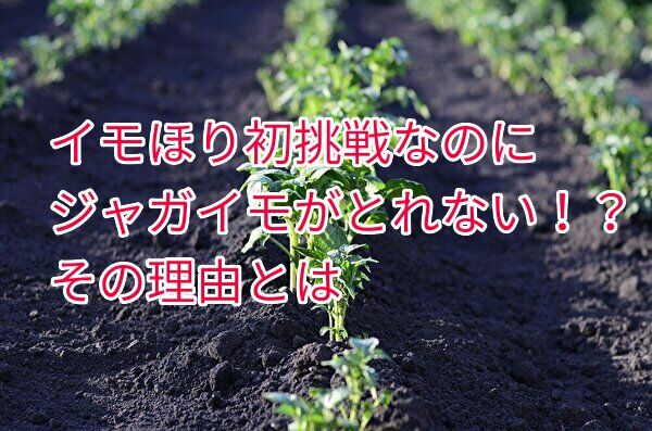 ジャガイモほりに初挑戦した4歳息子の結果が切なかった理由
