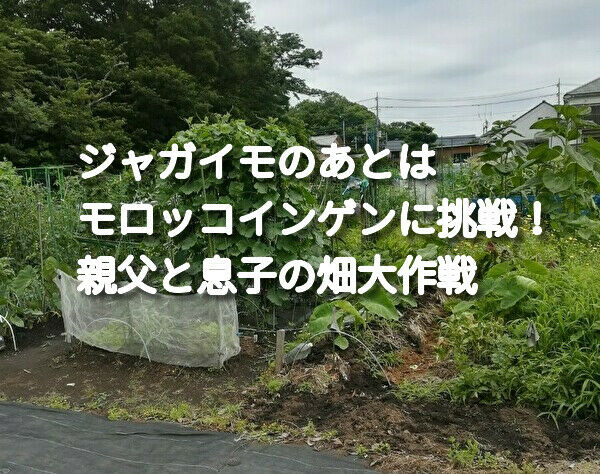 モロッコインゲンを息子と一緒に植えてみた