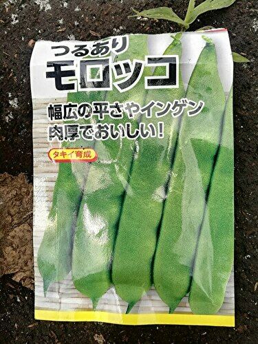 なぜモロッコインゲンなのか?