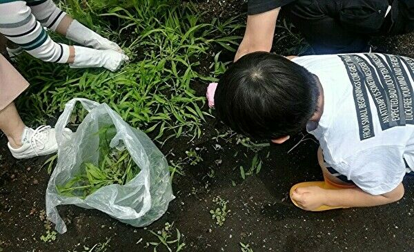 モロッコインゲンを植える場所を確保するための草むしり