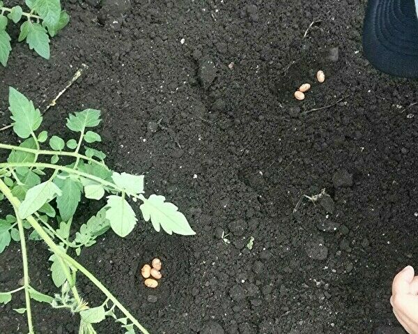 モロッコインゲンの種を植える