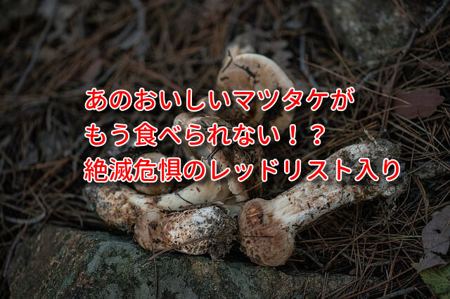 マツタケが絶滅危惧種のレッドリストに!食べられなくなる日も近い!?