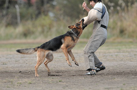 f:id:joojtv:20101016205154j:image