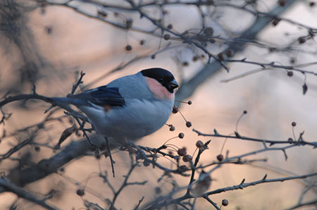 f:id:joojtv:20101120180435j:image