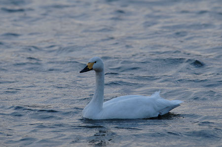 f:id:joojtv:20101212174035j:image