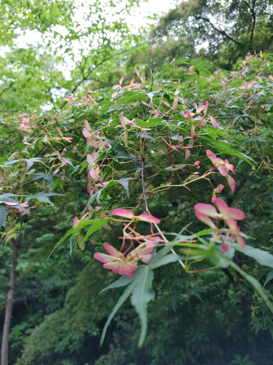 f:id:joraku168:20210507124445j:plain