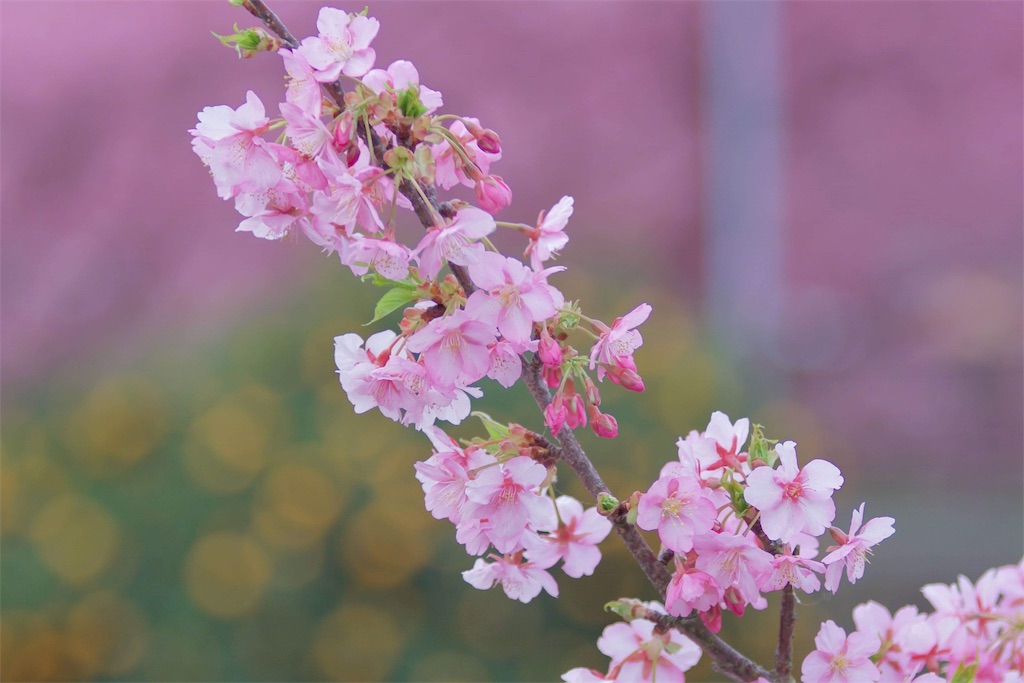 f:id:joseidrone:20190227153445j:image f:id:joseidrone:20190227153445j:image