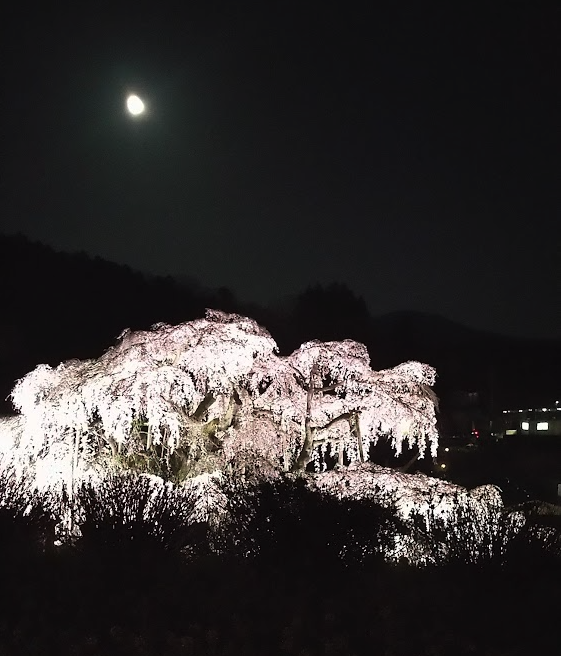 月下の三春滝桜