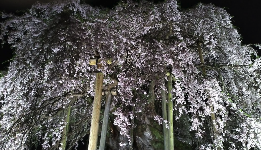 丸太に支えられる枝垂れ桜の枝