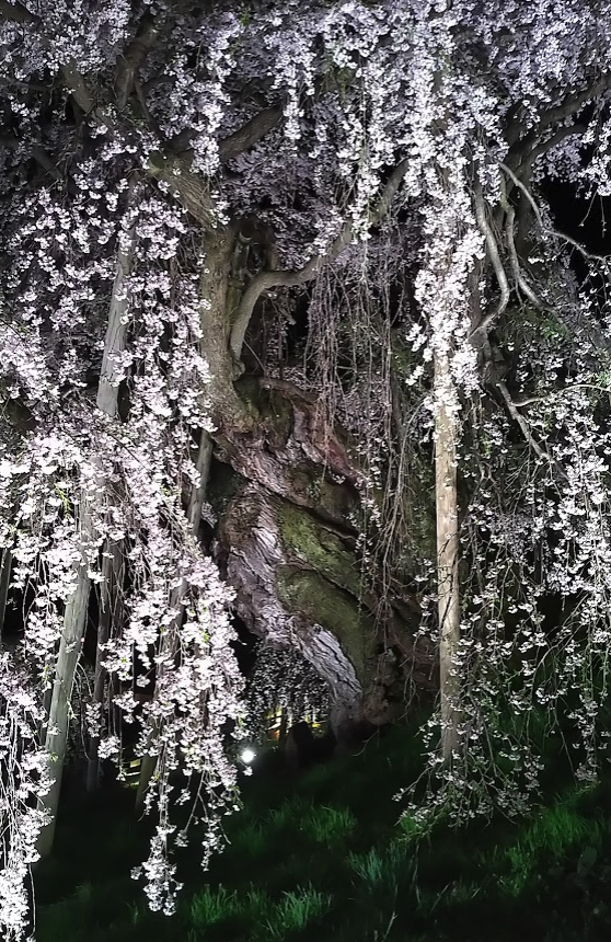 大蛇のように巻いている桜の幹