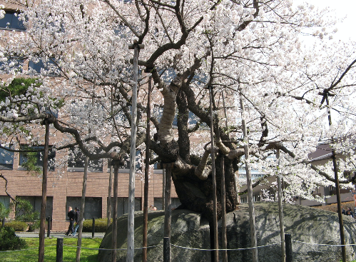 盛岡地方裁判所にある「石割桜」