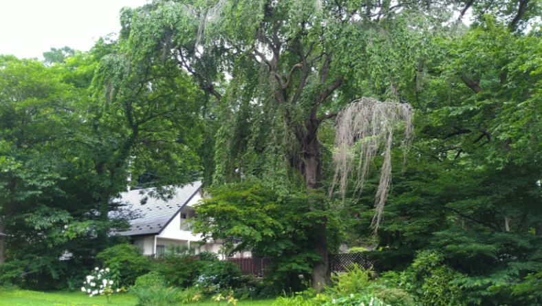 枝垂れ桜の巨木