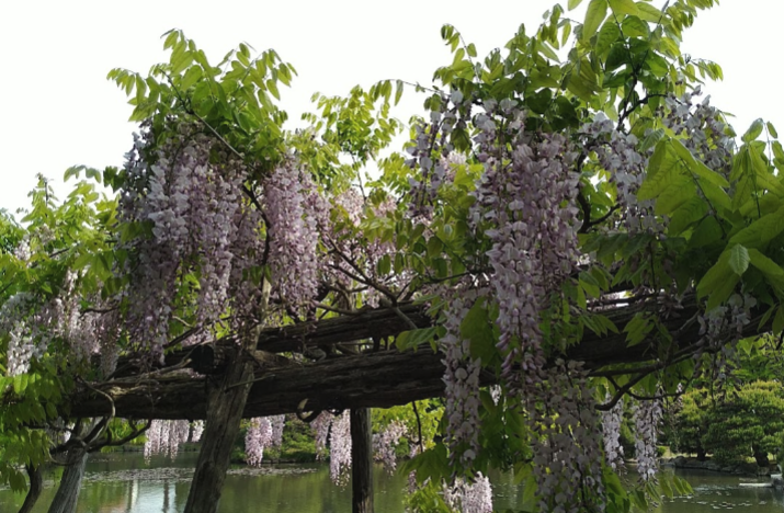 盛岡中央公民館御薬園5