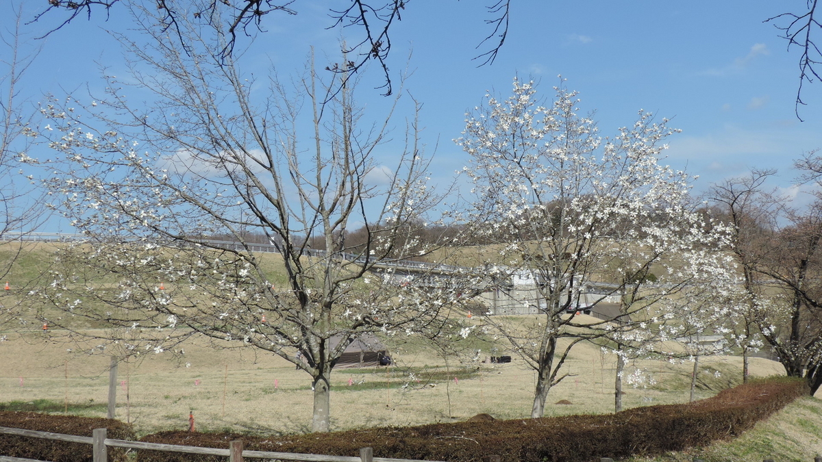 4月11日撮影・もう桜が咲き始めています。