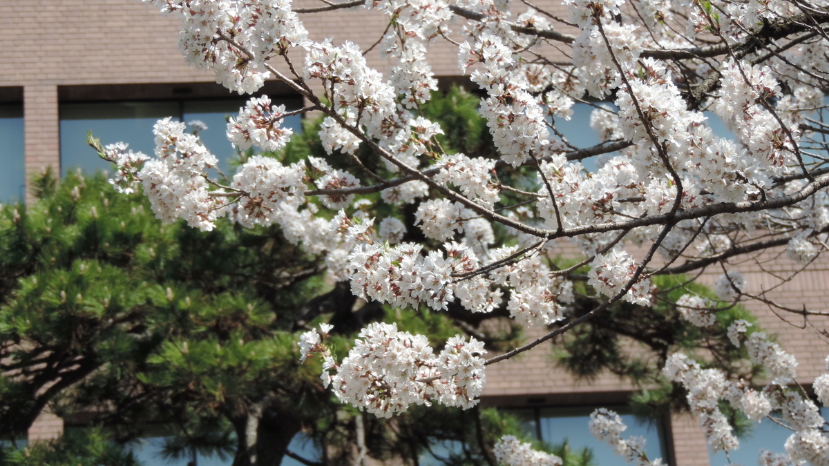 石割桜の花枝(2024-4-13撮影)