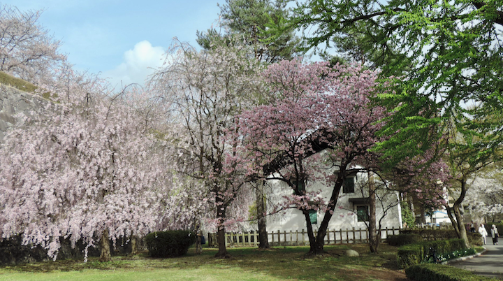 盛岡城跡公園・彦蔵4/19