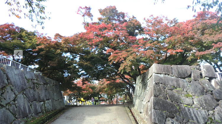 本丸跡のイロハモミジ