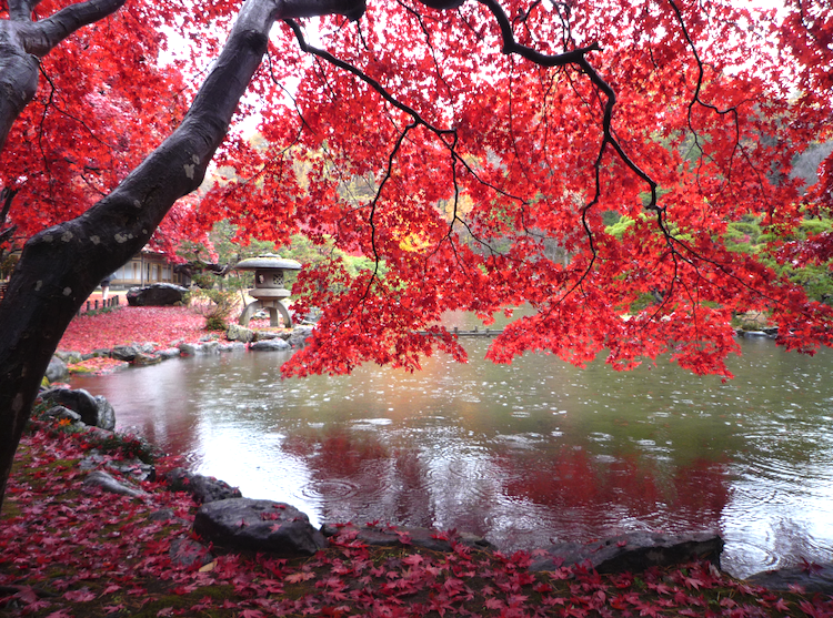 池泉回遊式庭園の紅葉撮影スポット