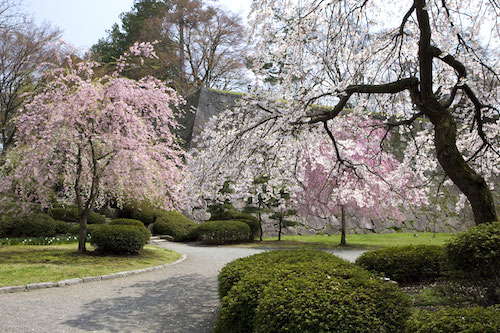 桜の盛岡城跡公園（岩手公園）