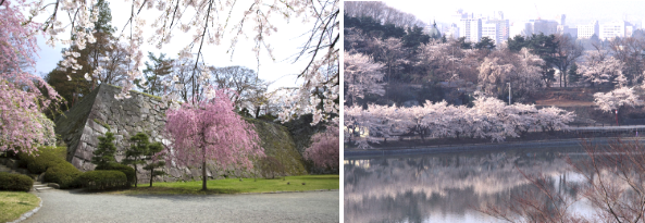 盛岡城跡公園の桜と、水面に映る高松公園の桜