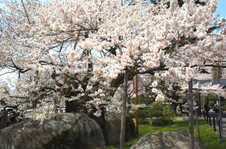 満開の石割桜