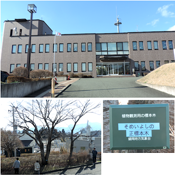 写真は盛岡地方気象台の基準木と表示板