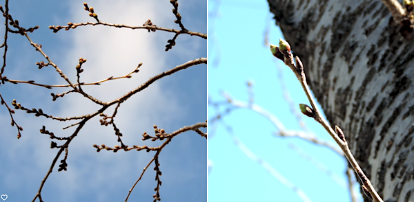 基準木の桜のつぼみ状況はこんな感じです。