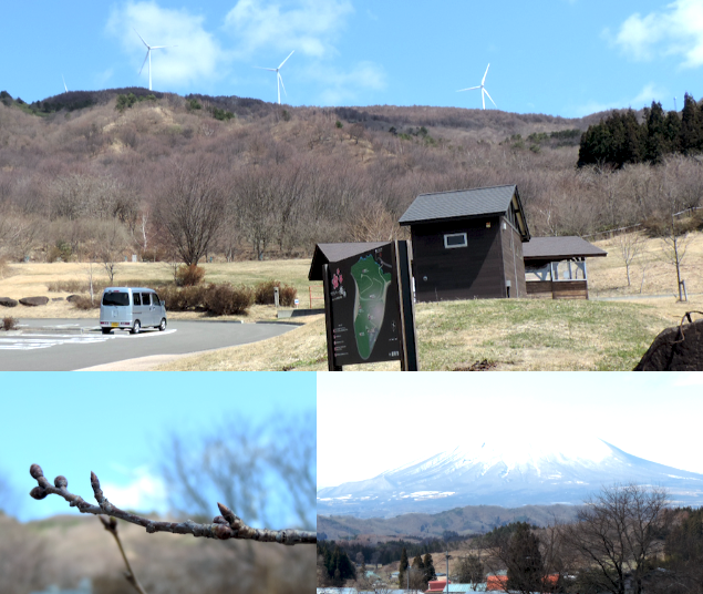 サクラパーク姫神と桜のつぼみと岩手山