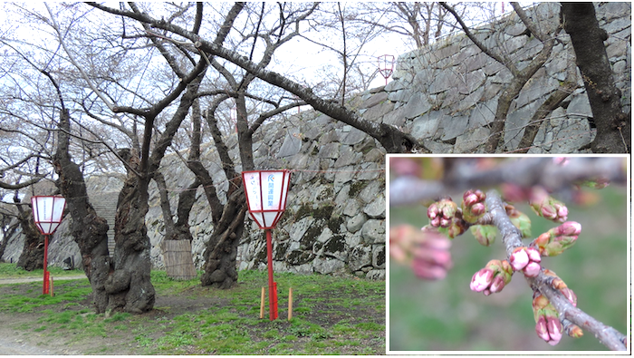 盛岡城跡公園の腰曲輪(こしぐるわ)付近の桜のようす