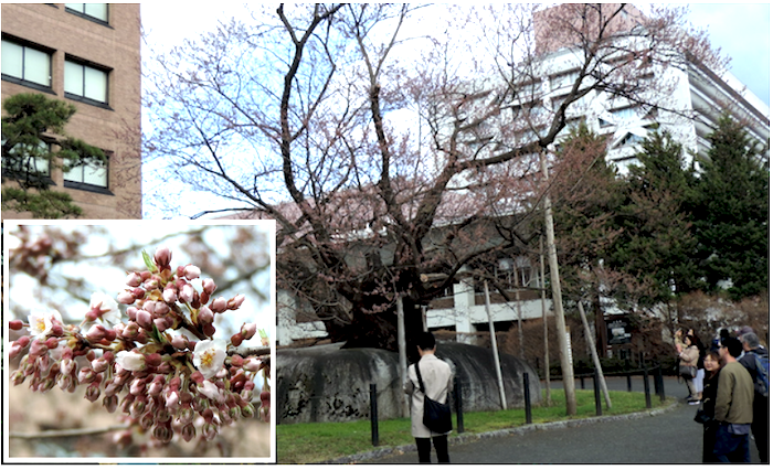 開花宣言した石割桜と数輪の桜(エドヒガン)