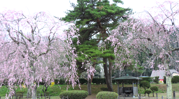 米内浄水場の枝垂れ桜 4月26日(土)撮影