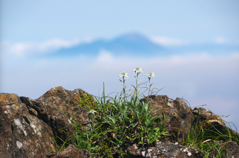 早池峰山 ハヤチネウスユキソウ②_（夏）
