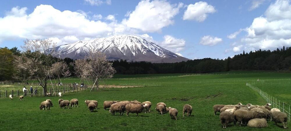 初夏の岩手山と広がる緑の牧草地、青空のコントラスト