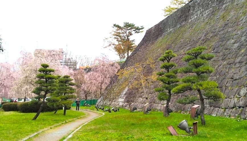 盛岡城跡公園の石垣と桜