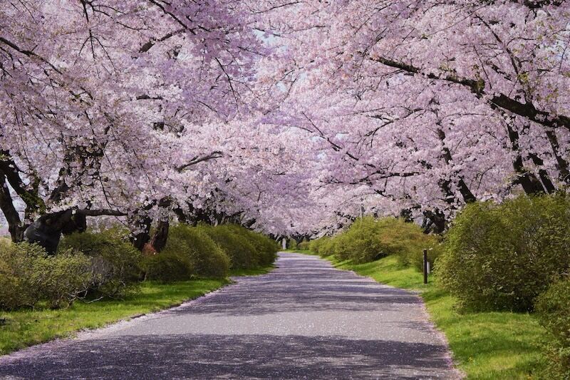 色鮮やかな桜のトンネルとその下に続く歩道の写真