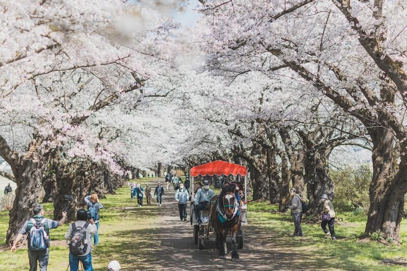 北上展勝地さくらまつりの観光馬車と桜並木