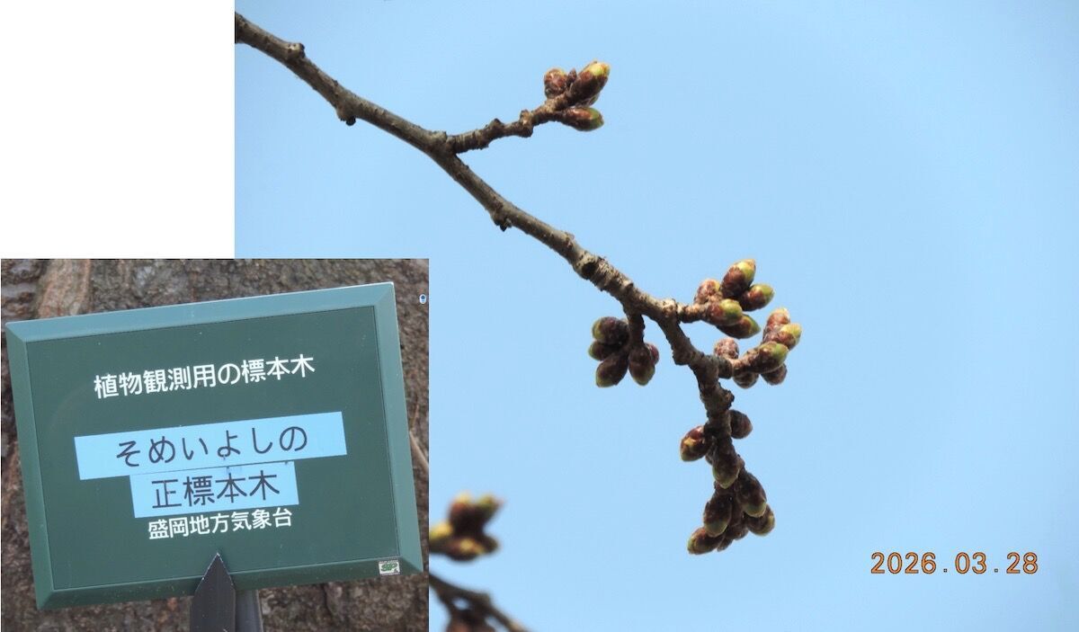 2026年3月28日撮影の盛岡地方気象台ソメイヨシノ標本木。赤く色づいたつぼみとプレートの合成写真。