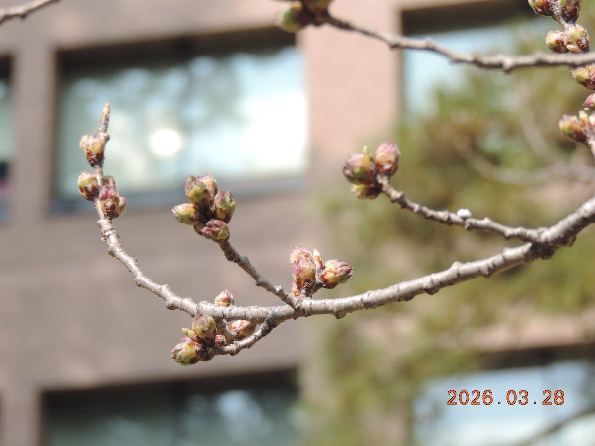 2026年3月28日撮影の盛岡石割桜のつぼみ状況