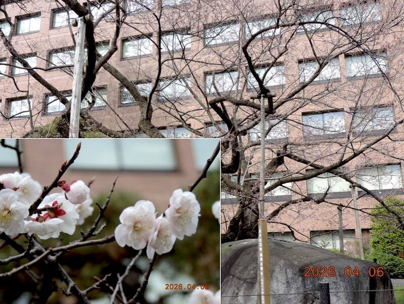 石割桜 2026年4月6日 開花状況 全景と数輪咲いた花（盛岡市）